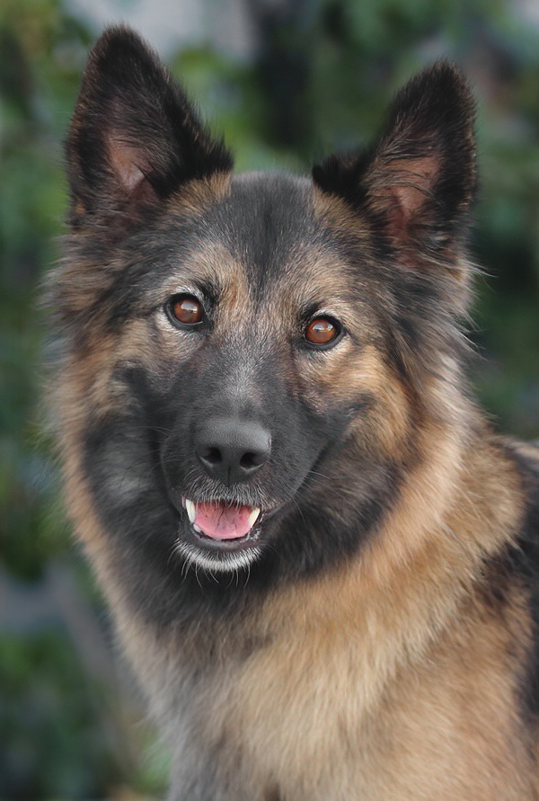 Westside German Shepherd Rescue of Los Angeles
