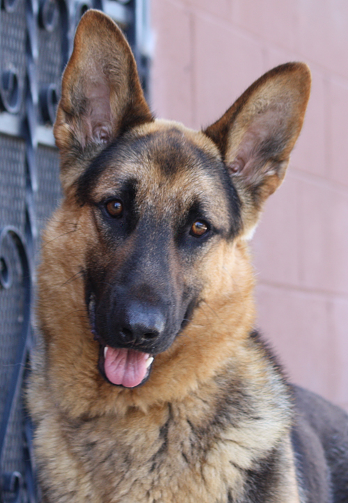 Westside German Shepherd Rescue of Los Angeles