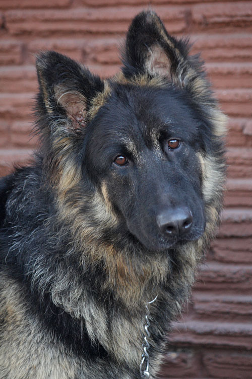 bohemian shepherd wags its tail