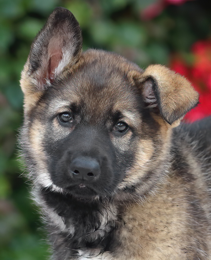 Westside German Shepherd Rescue of Los Angeles