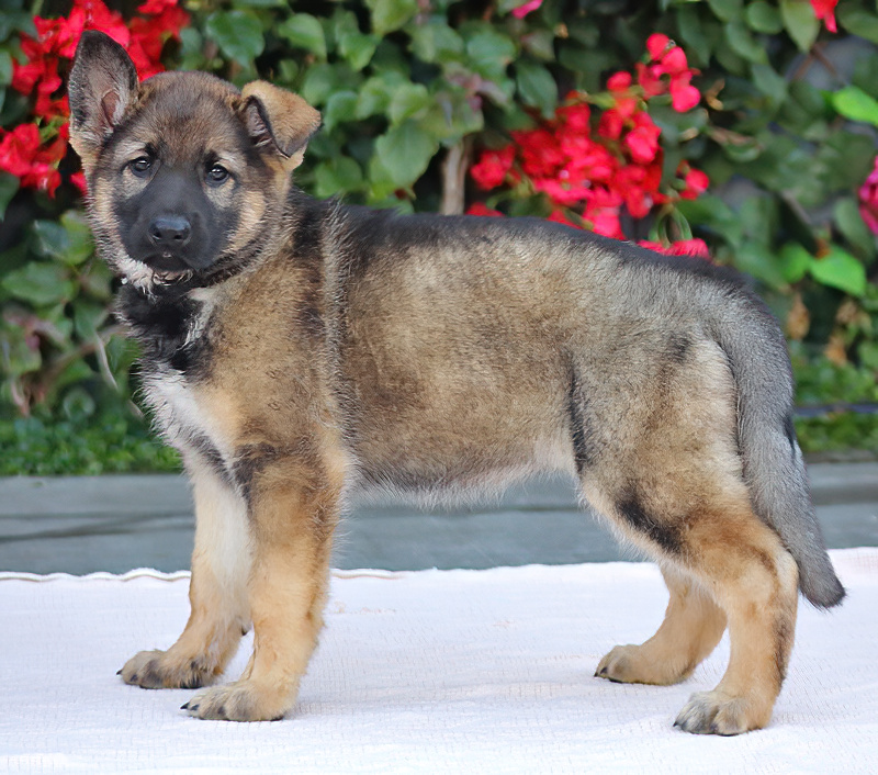 Westside German Shepherd Rescue of Los Angeles