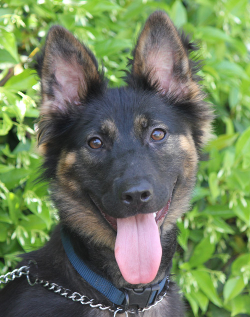 Westside German Shepherd Rescue of Los Angeles