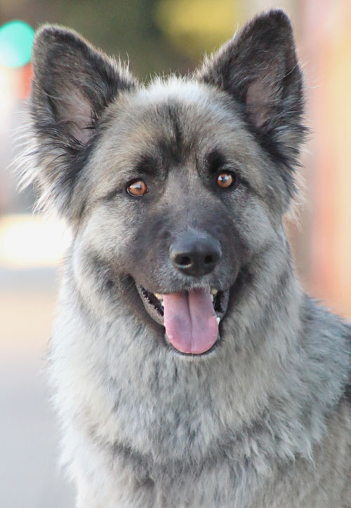 Westside German Shepherd Rescue of Los Angeles