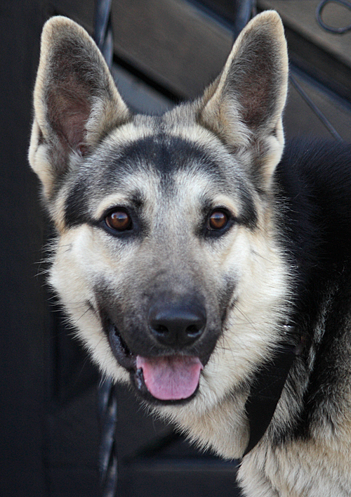 Westside German Shepherd Rescue of Los Angeles