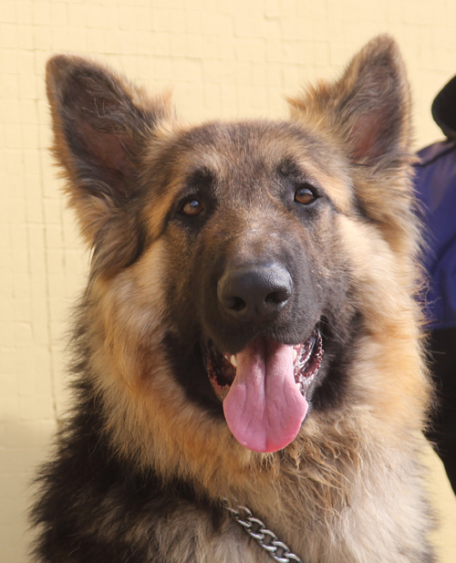 Westside German Shepherd Rescue of Los Angeles