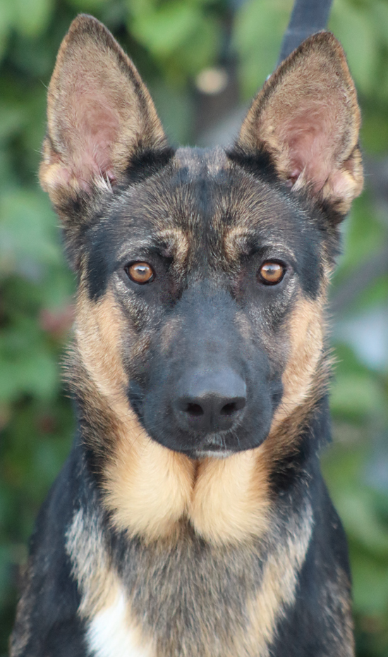 are german shepherds good running partners