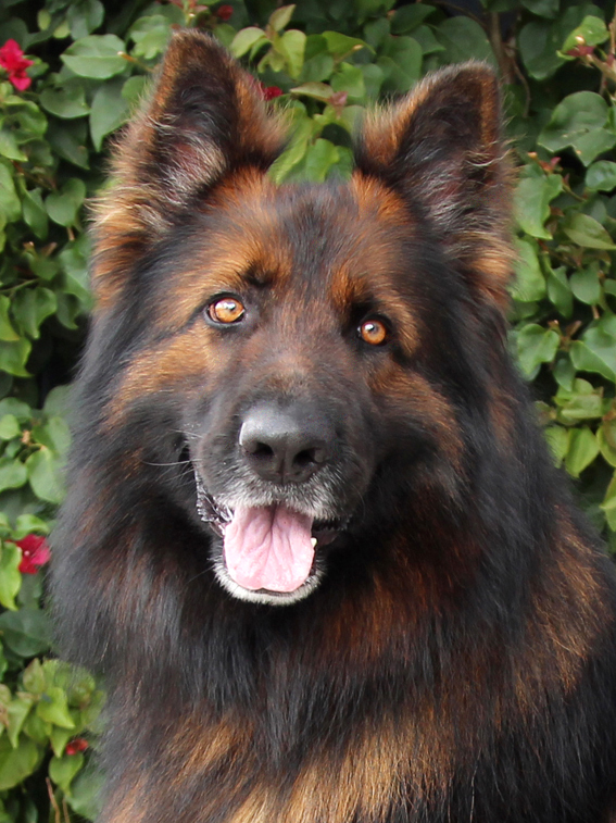 Westside German Shepherd Rescue of Los Angeles