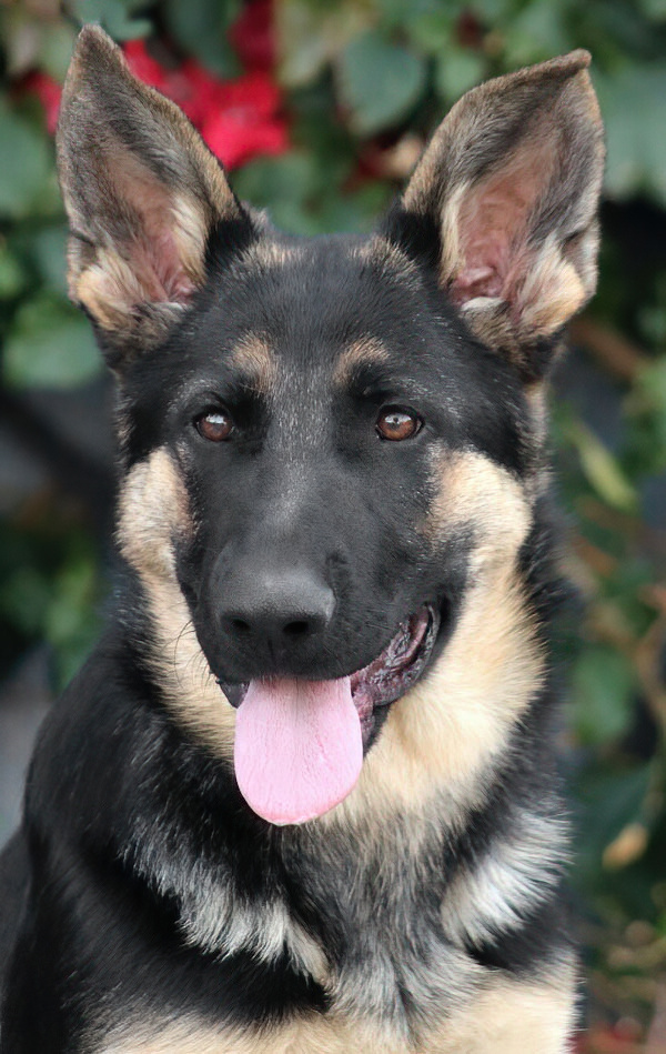Westside German Shepherd Rescue of Los Angeles
