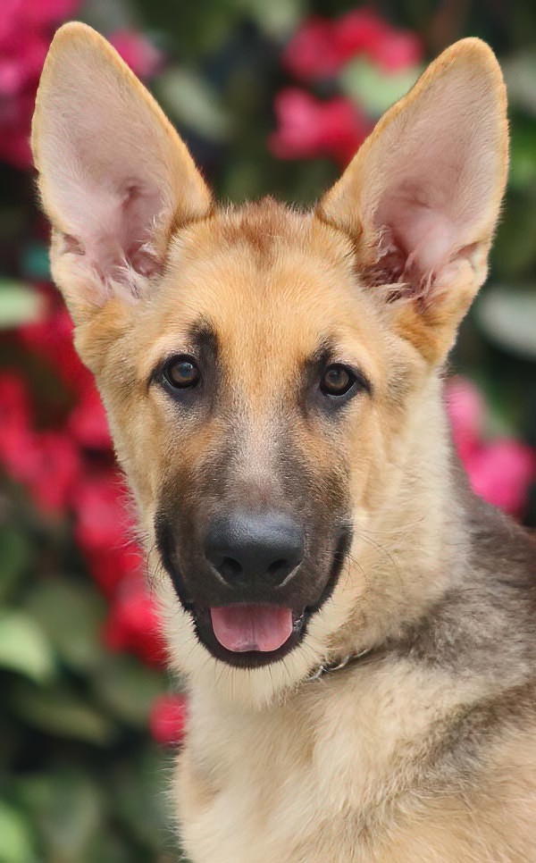 Westside German Shepherd Rescue of Los Angeles