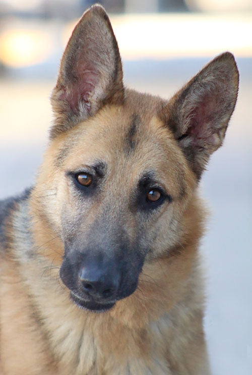 Westside German Shepherd Rescue of Los Angeles