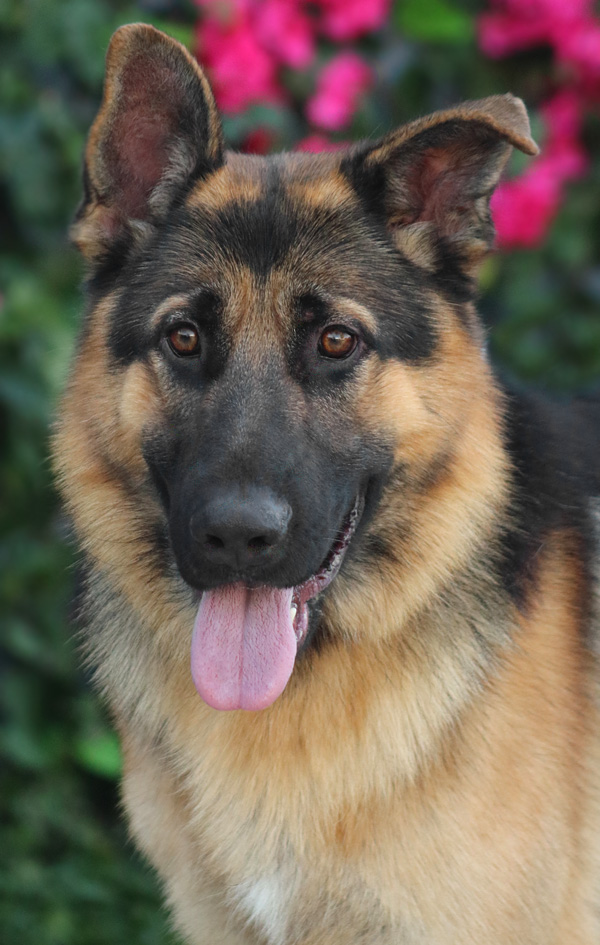 Westside German Shepherd Rescue of Los Angeles