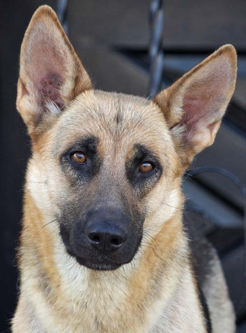 Westside German Shepherd Rescue of Los Angeles