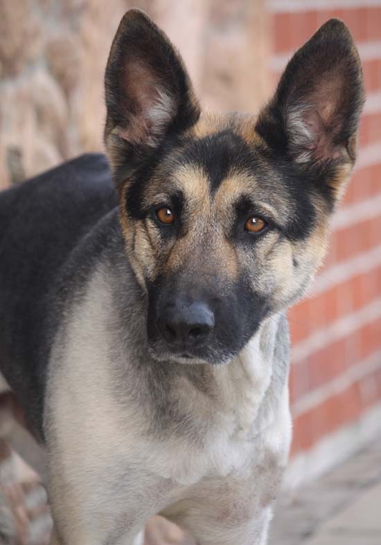 Westside German Shepherd Rescue of Los Angeles