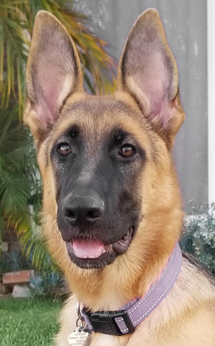 Westside German Shepherd Rescue of Los Angeles