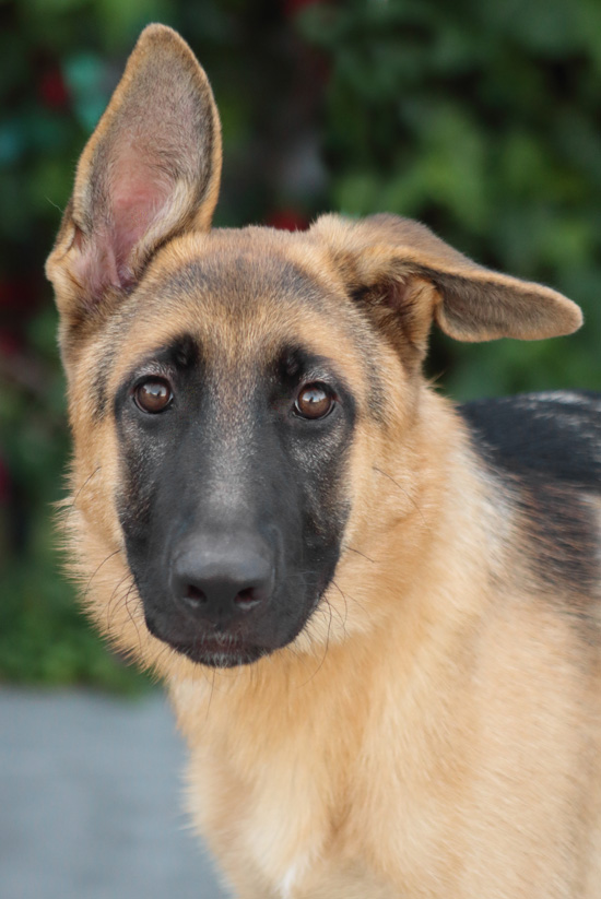 Westside German Shepherd Rescue of Los Angeles