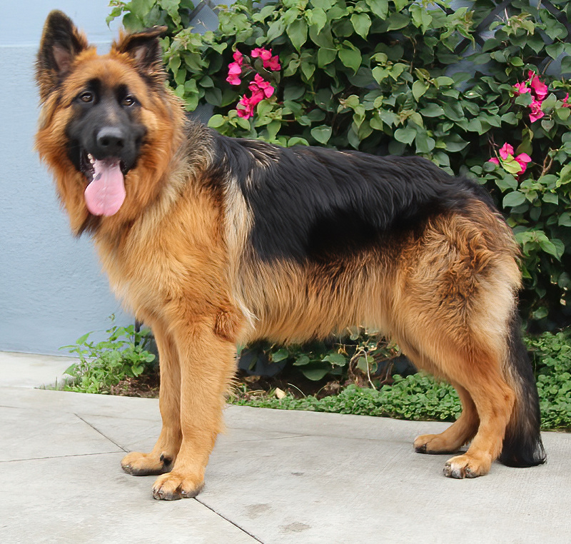 Westside German Shepherd Rescue of Los Angeles