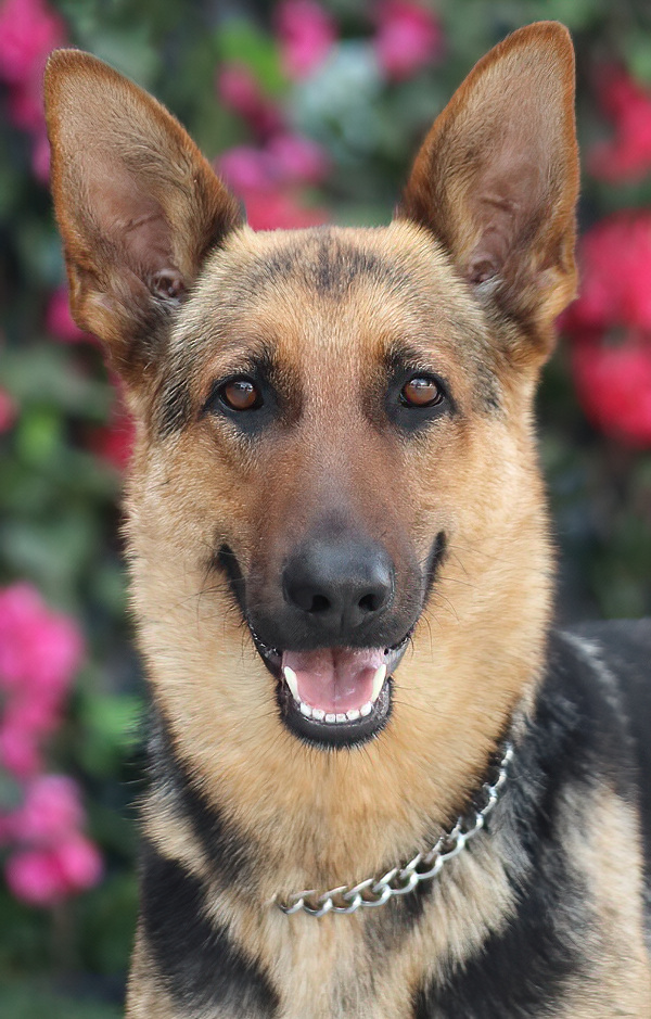 Westside German Shepherd Rescue of Los Angeles