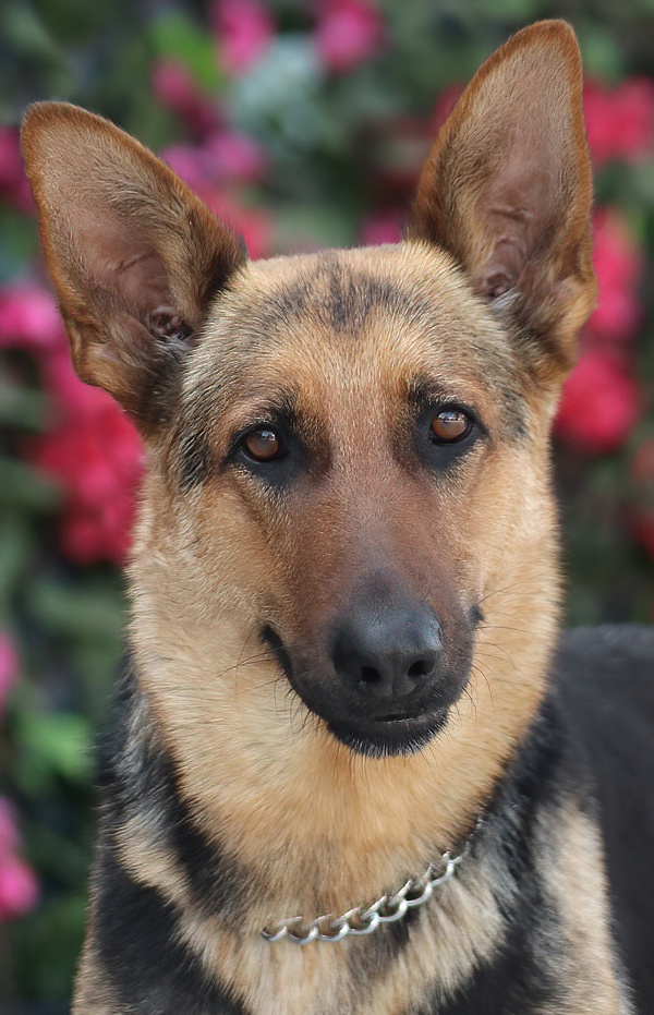 Westside German Shepherd Rescue of Los Angeles