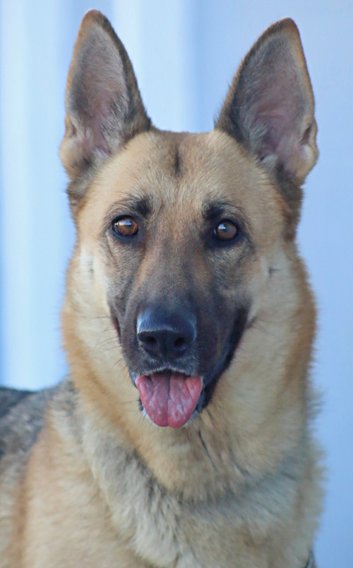 Westside German Shepherd Rescue of Los Angeles