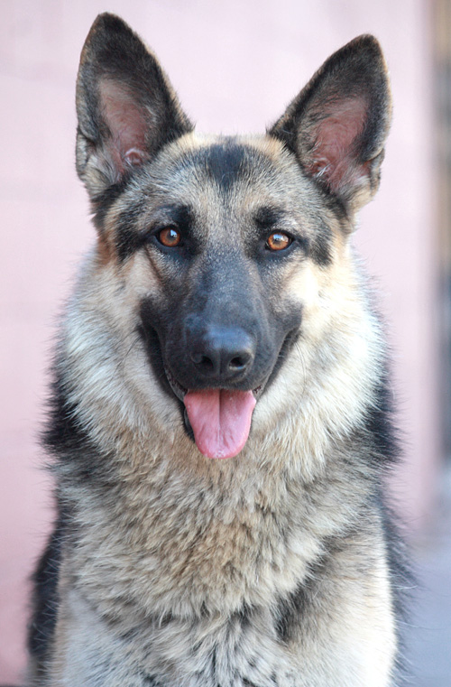 Westside German Shepherd Rescue of Los Angeles