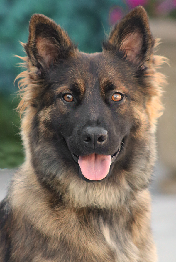 Westside German Shepherd Rescue Of Los Angeles