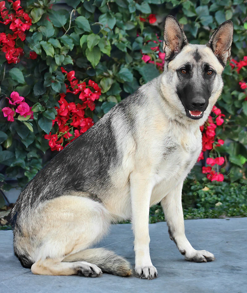 Westside German Shepherd Rescue of Los Angeles