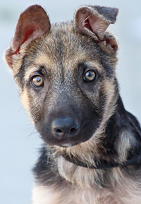 Aggie and Hank's #1 Male (Belgian Malinois/ Dutch Shepherd Cross puppy)