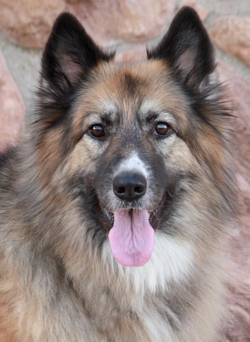 Westside German Shepherd Rescue of Los Angeles