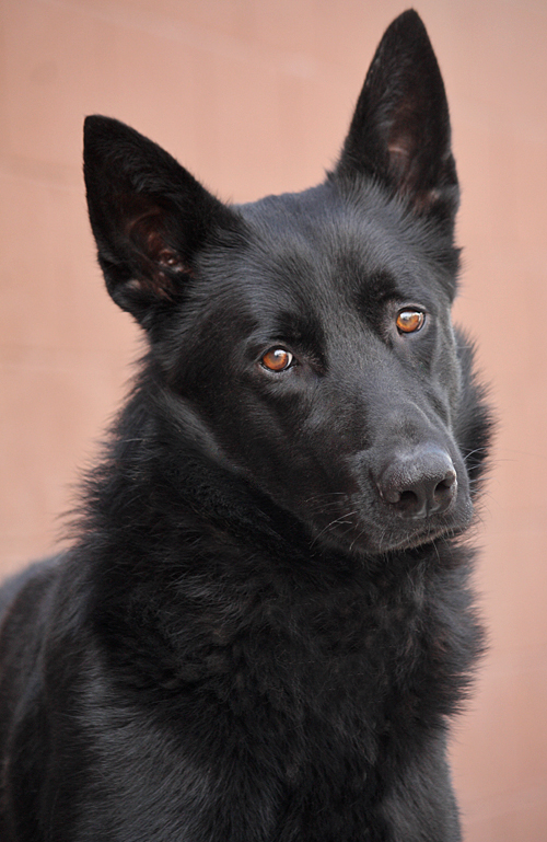 Westside German Shepherd Rescue of Los Angeles