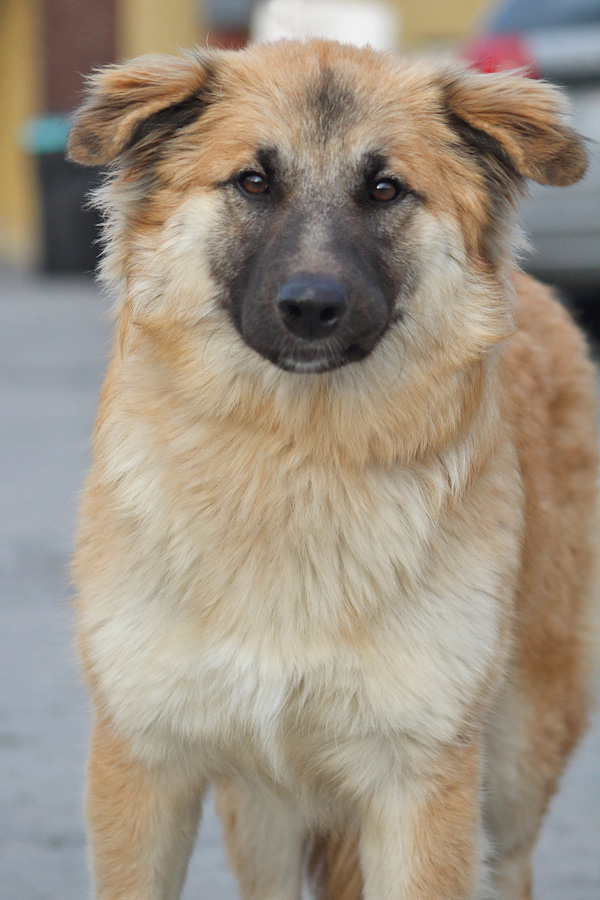 Westside German Shepherd Rescue of Los Angeles