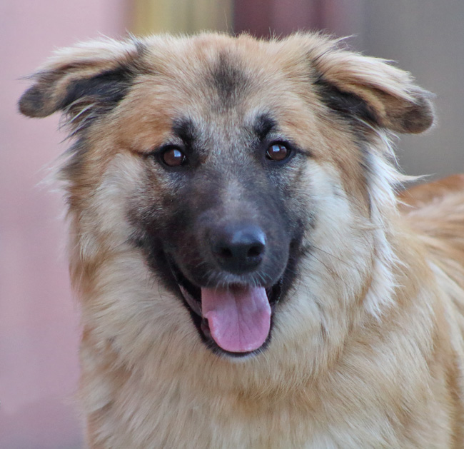 Westside German Shepherd Rescue of Los Angeles