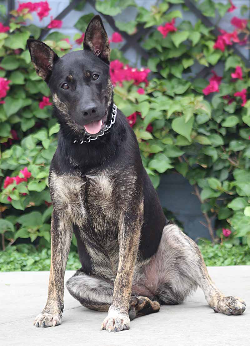 Westside German Shepherd Rescue of Los Angeles