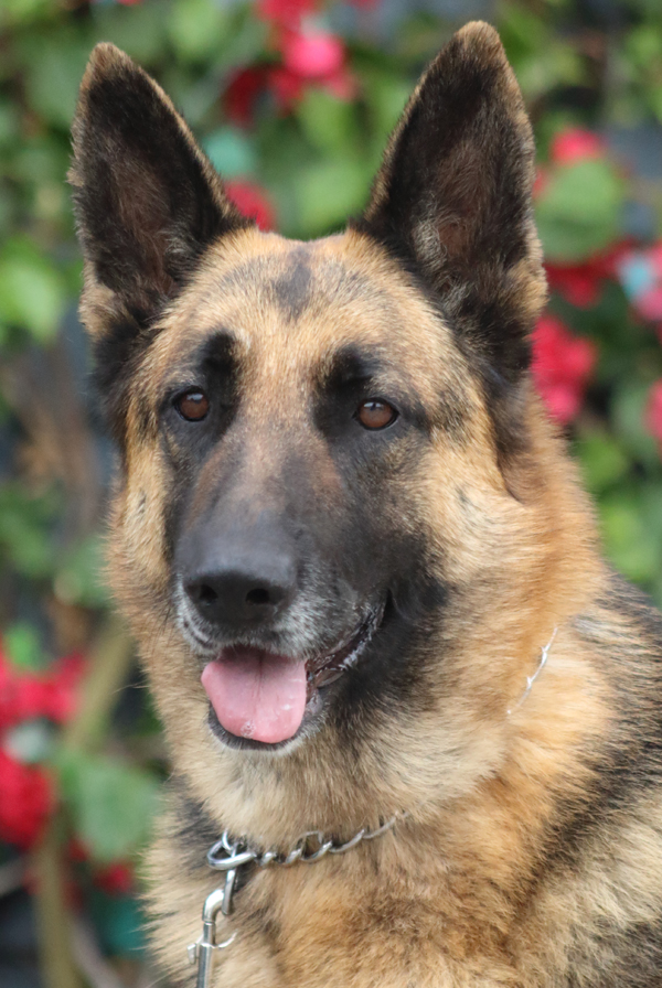 Westside German Shepherd Rescue of Los Angeles