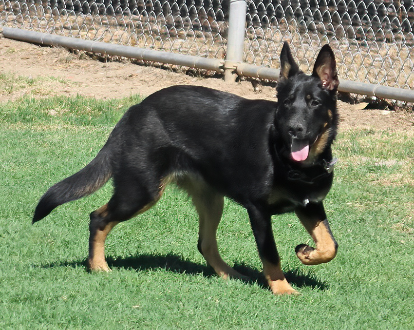 Westside German Shepherd Rescue of Los Angeles