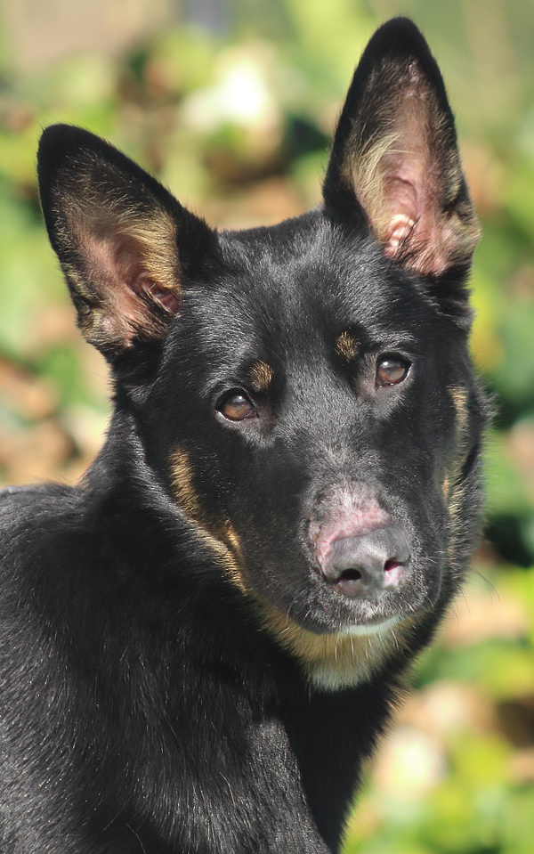 Westside German Shepherd Rescue of Los Angeles