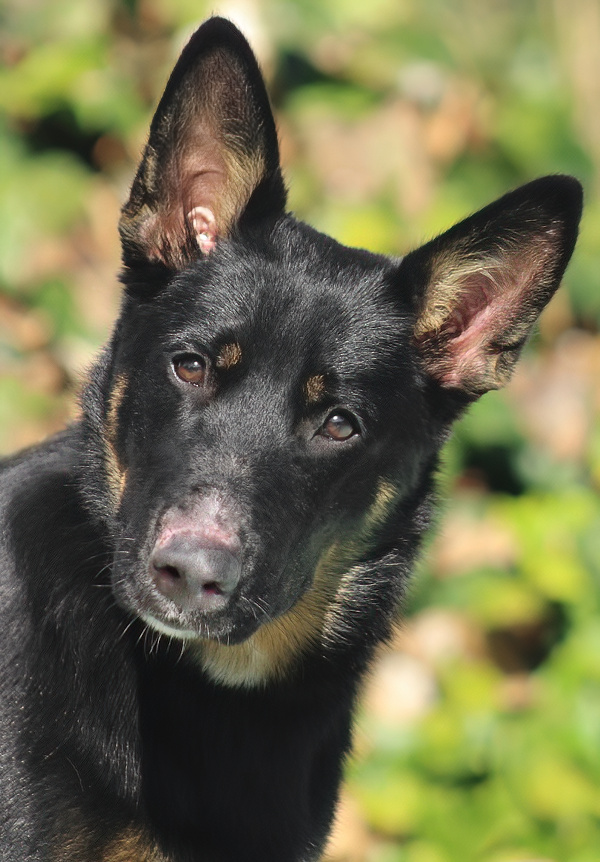 Westside German Shepherd Rescue of Los Angeles