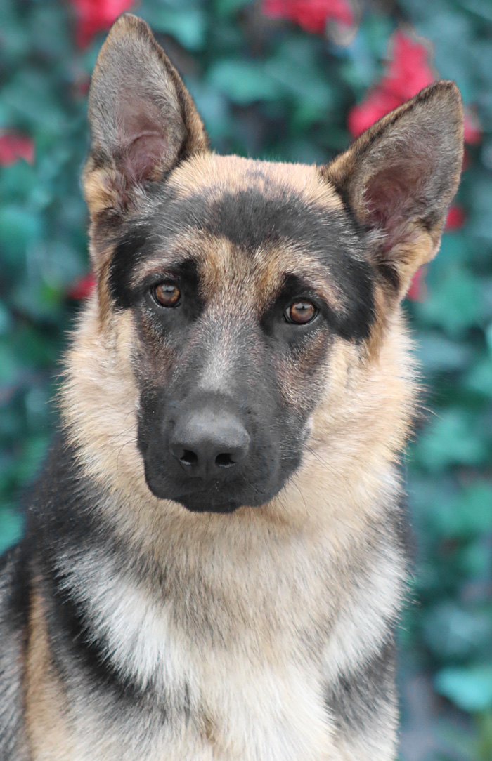 Westside German Shepherd Rescue of Los Angeles