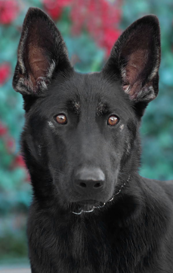 Westside German Shepherd Rescue of Los Angeles