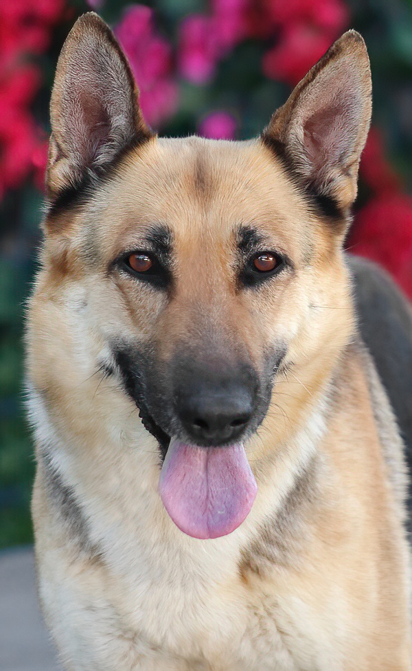 Westside German Shepherd Rescue of Los Angeles