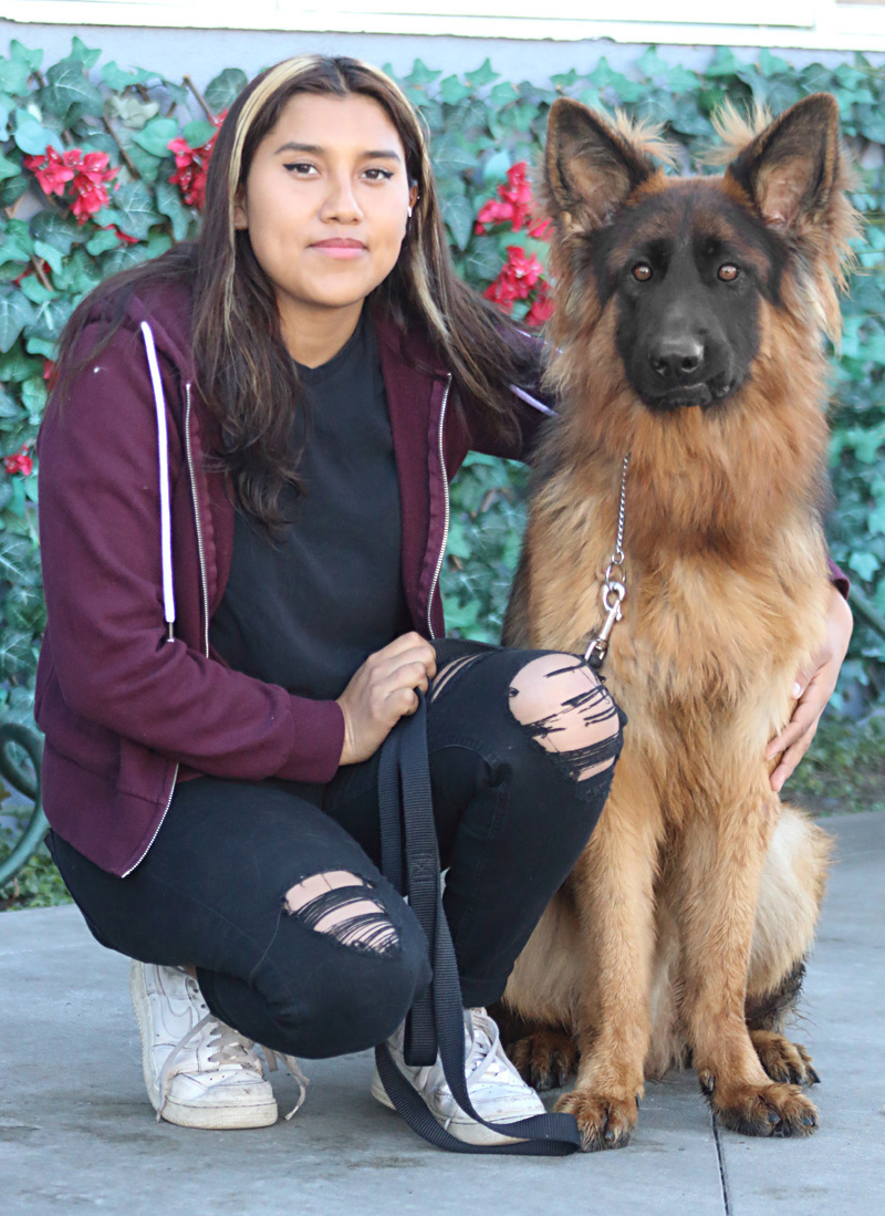 Westside German Shepherd Rescue of Los Angeles