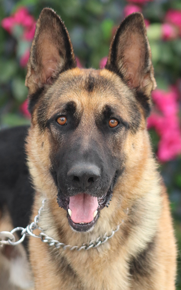 Westside German Shepherd Rescue of Los Angeles