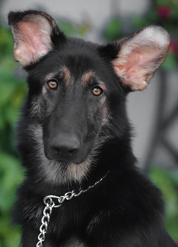 Westside German Shepherd Rescue of Los Angeles