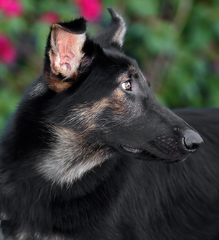 Westside German Shepherd Rescue of Los Angeles