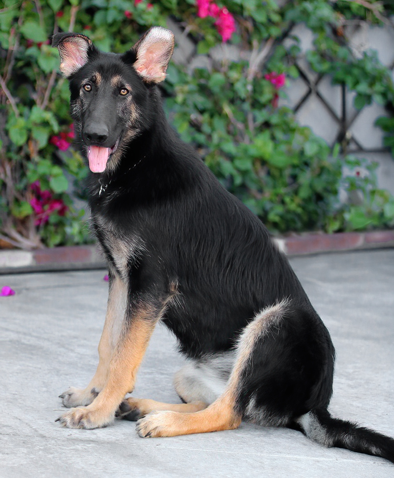 Westside German Shepherd Rescue of Los Angeles