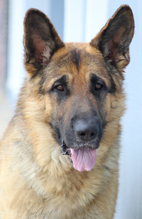 Westside German Shepherd Rescue of Los Angeles