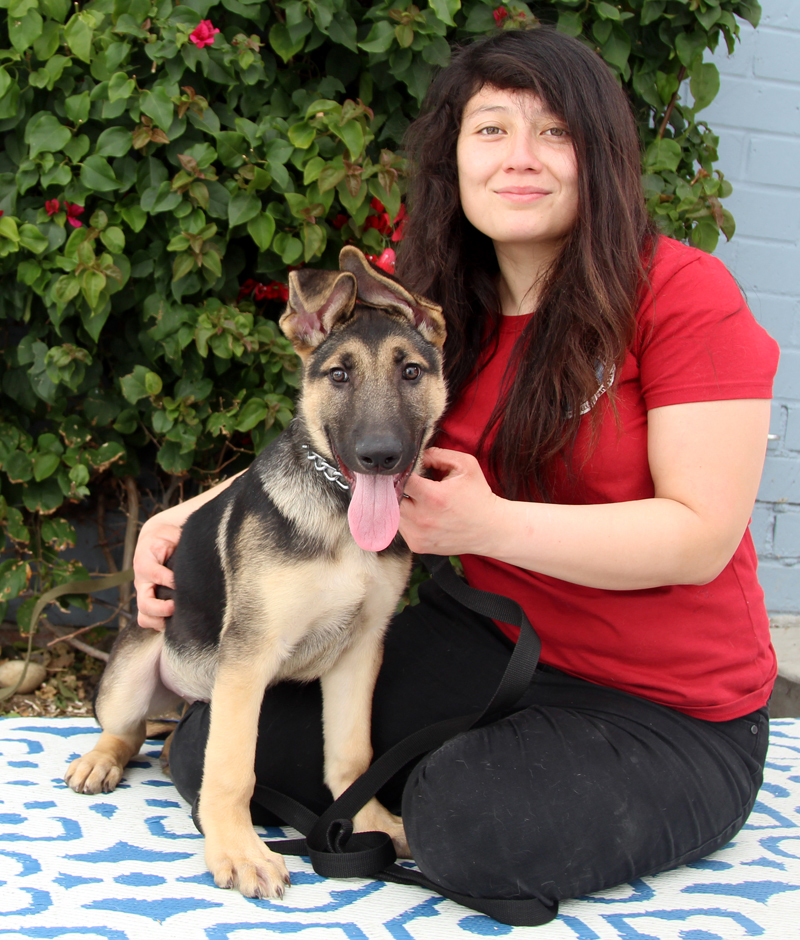 Westside German Shepherd Rescue of Los Angeles