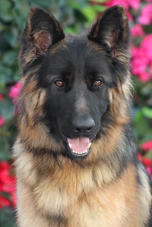 Westside German Shepherd Rescue of Los Angeles