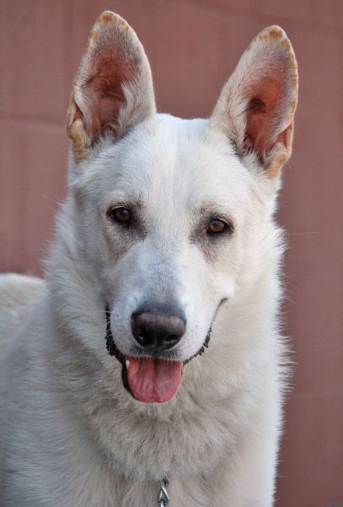 Westside German Shepherd Rescue of Los Angeles