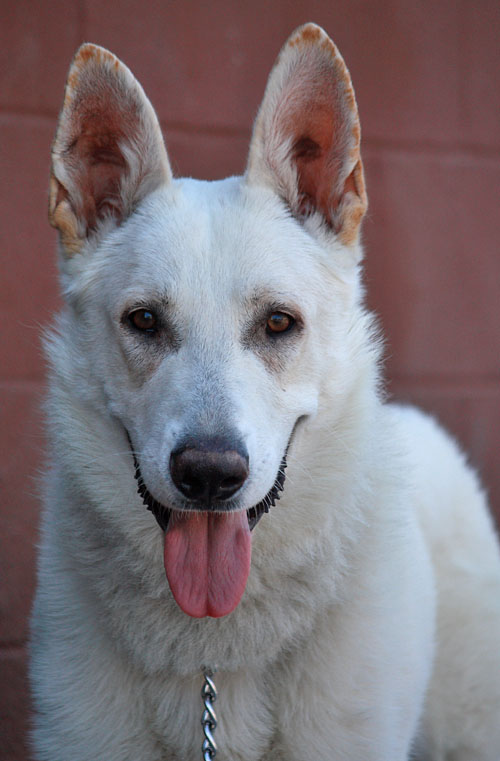 Westside German Shepherd Rescue of Los Angeles