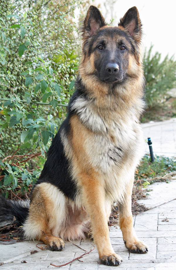 Westside German Shepherd Rescue of Los Angeles